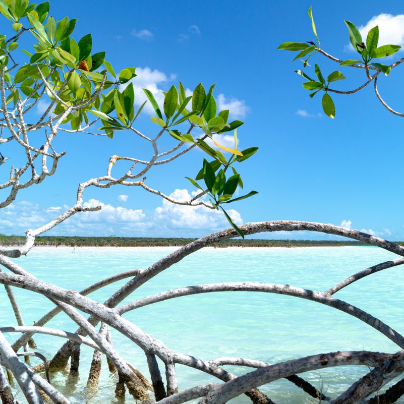 mangrove bacalar