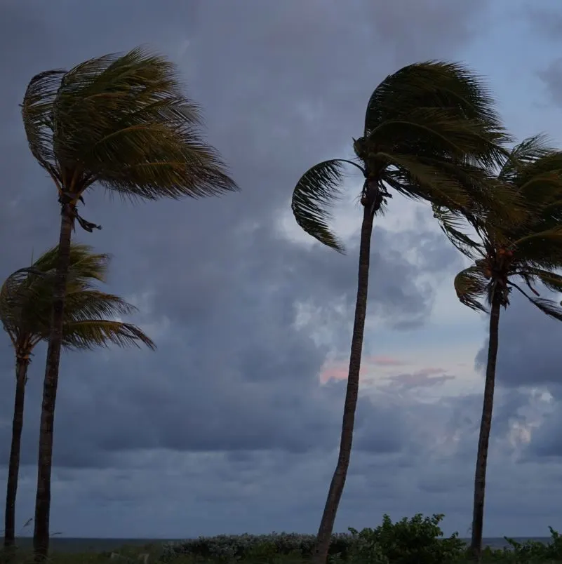 Palm Trees Blowing in the Wind From a Storm