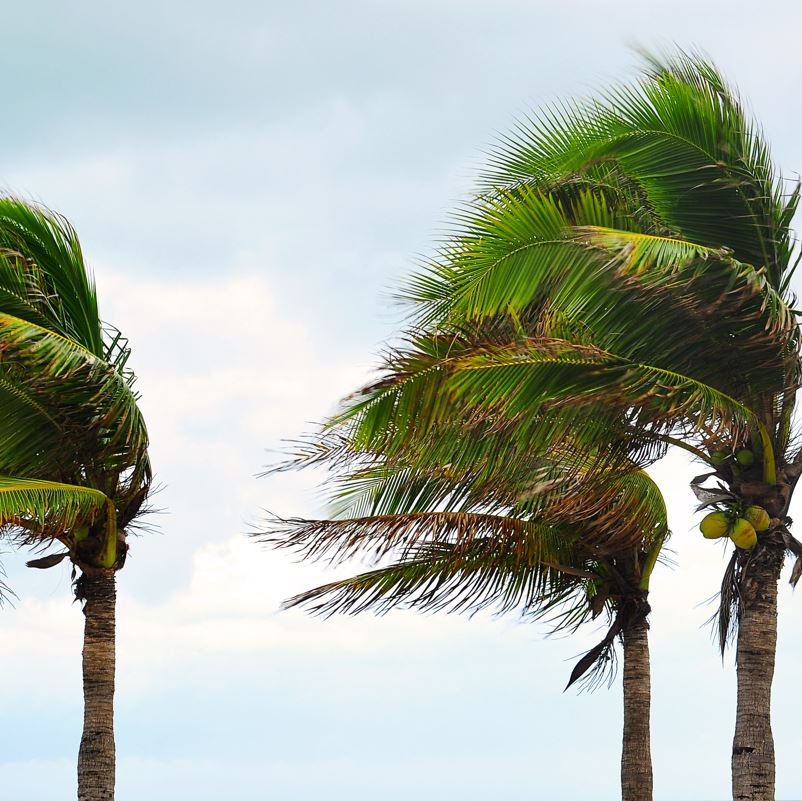 palm tree wind