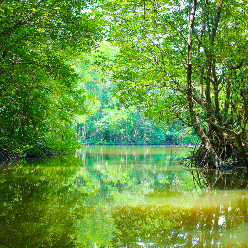 Mangrove in nature reserve