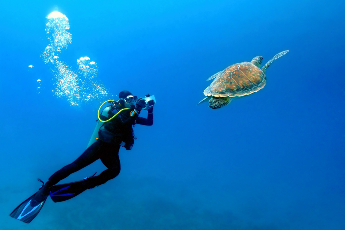 a diver, diving with the sea turtles