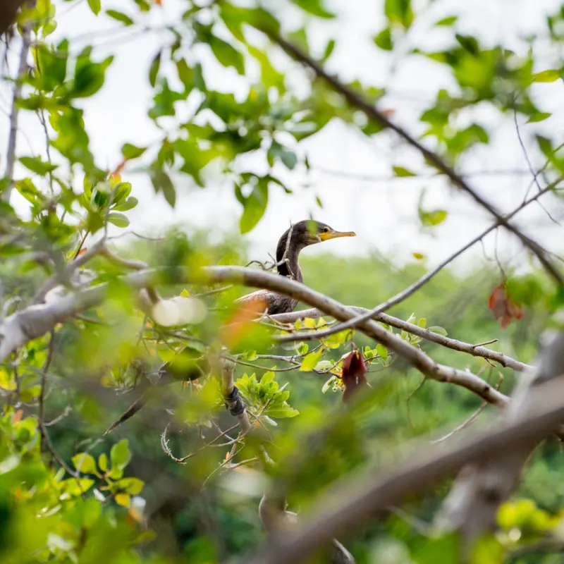 bird in the trees