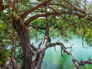Mangrove in nature reserve