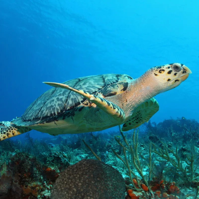 sea turtle