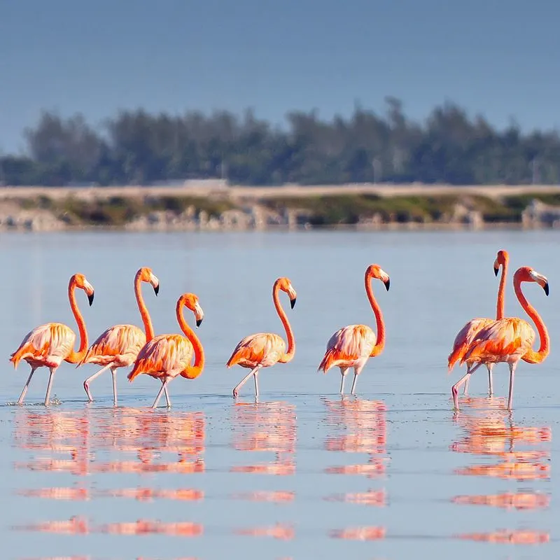 Flamingos