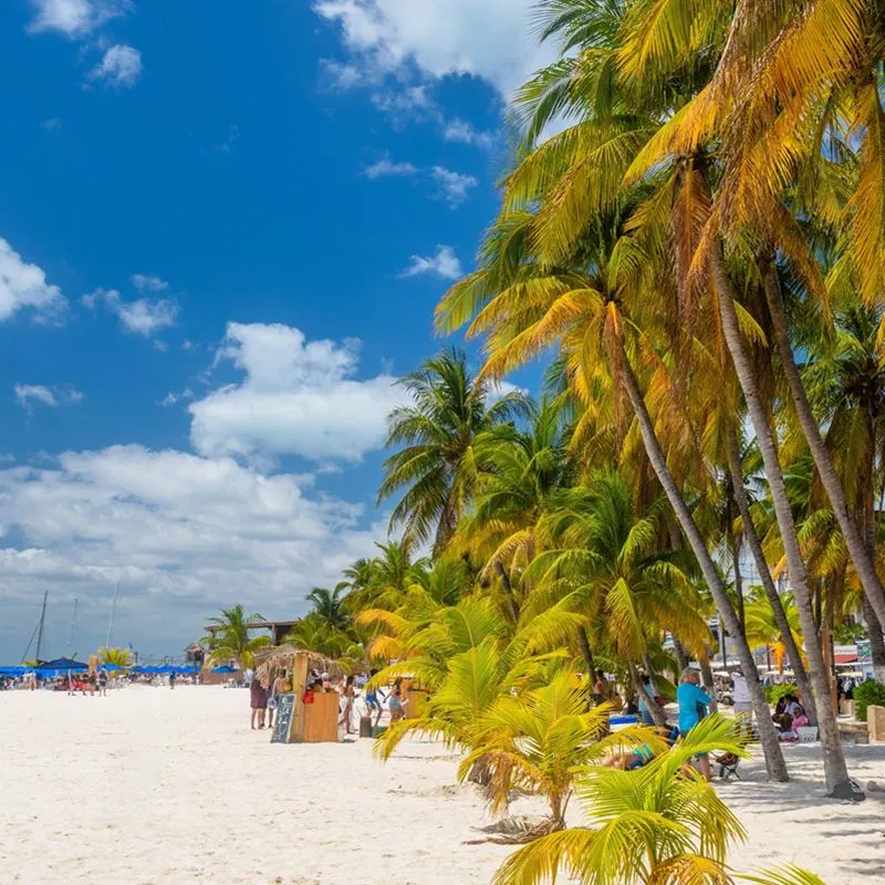 A white sand beach in Isla Mujeres with palm trees