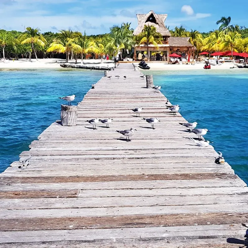 birds on pier in mexico