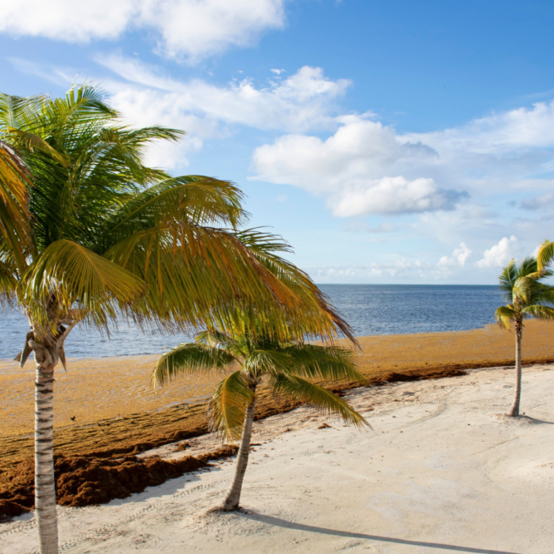 Beautiful Palm Trees in the Caribbeans, with a lot of Sargassum Seaweeds by the beach
