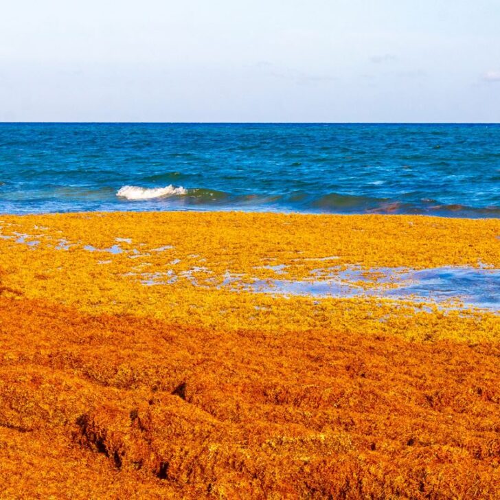 Sargassum Continues To Batter The Riviera Maya, But Here’s Why It Will