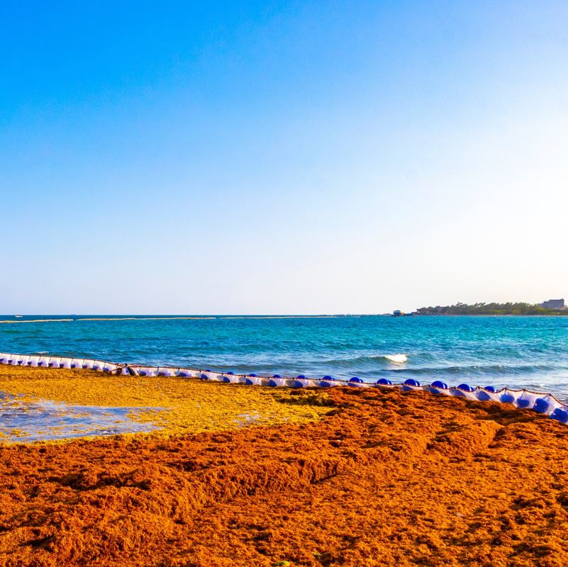 Sargassum barriers at work holding back a large patch of the algae