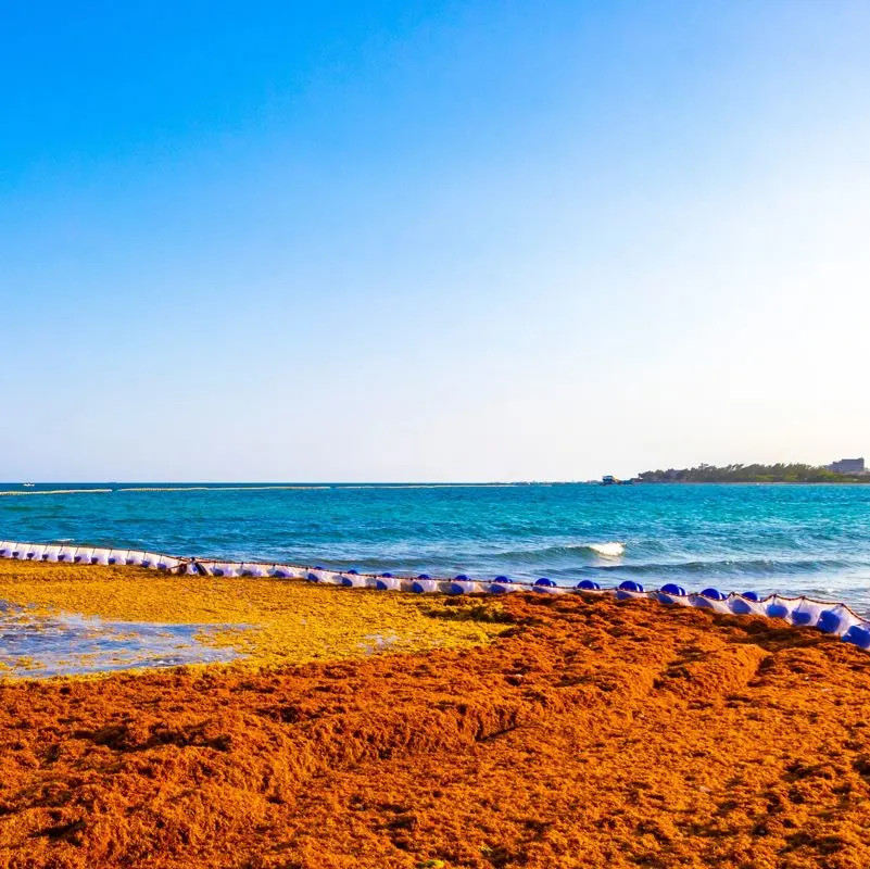 Sargassum barriers at work holding back a large patch of the algae