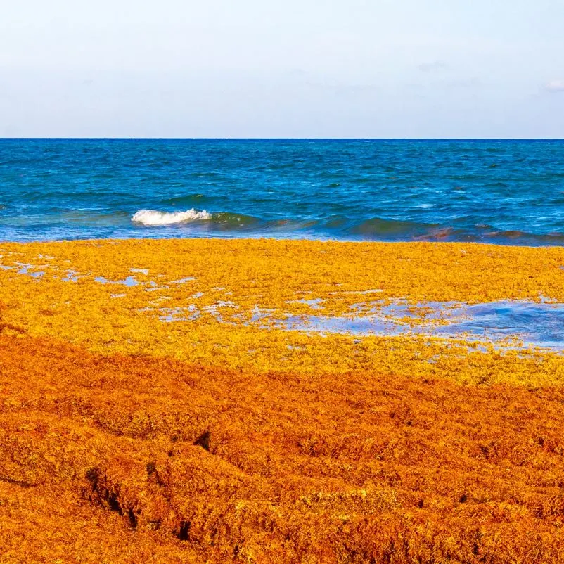 A sargassum patch on Riviera Maya coastline