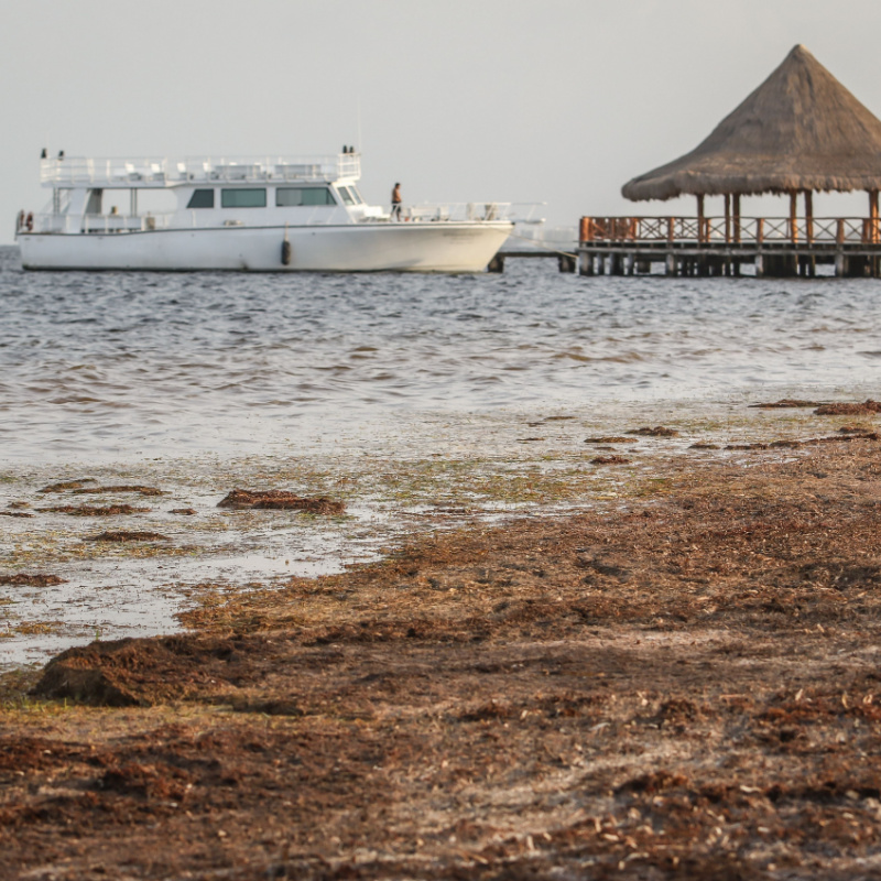 Sargassum in Chak Mol Beach, Cancun