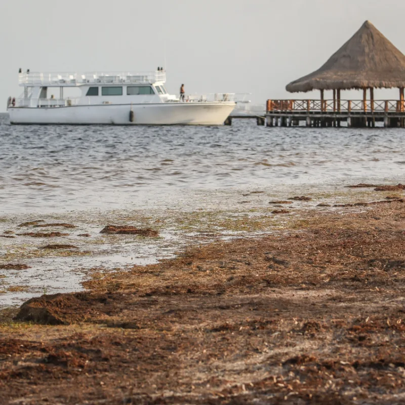 Sargassum in Chak Mol Beach, Cancun 