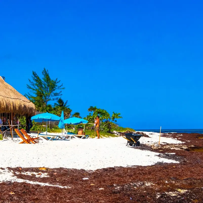 a massive sargassum patch landing on shore 