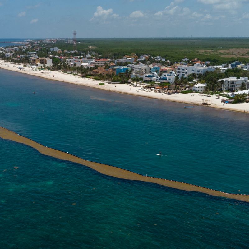 a huge sargassum barrier in the Mexican Caribbean 