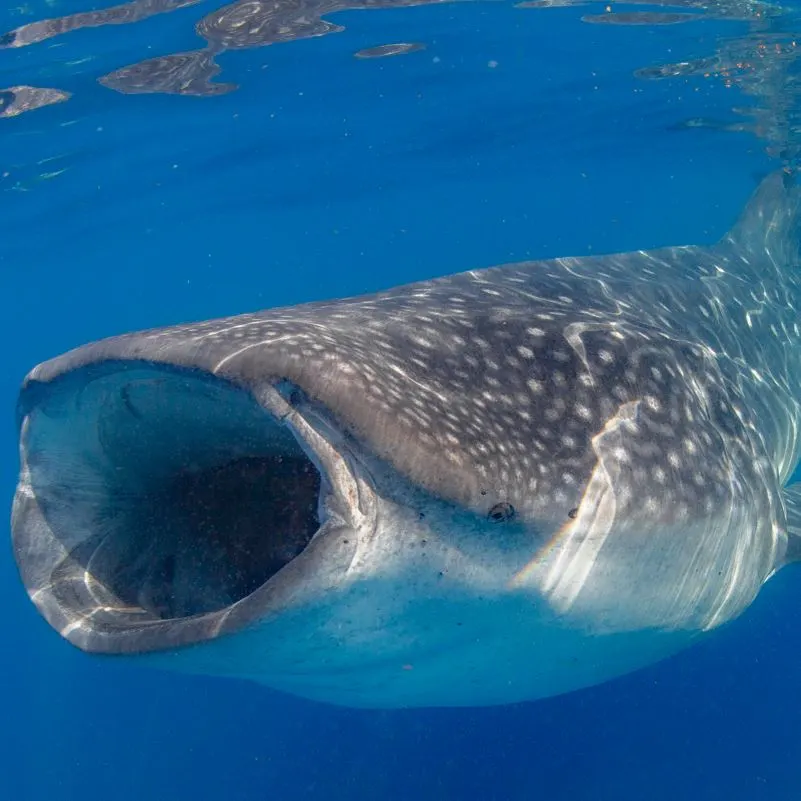 A whale shark swimming underwater with an open mouth