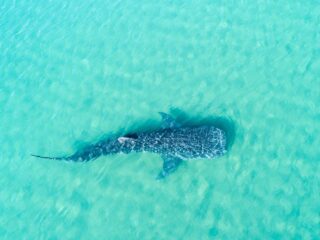 Why Holbox Will Be The Perfect Place For Whale Watching Tours This Summer
