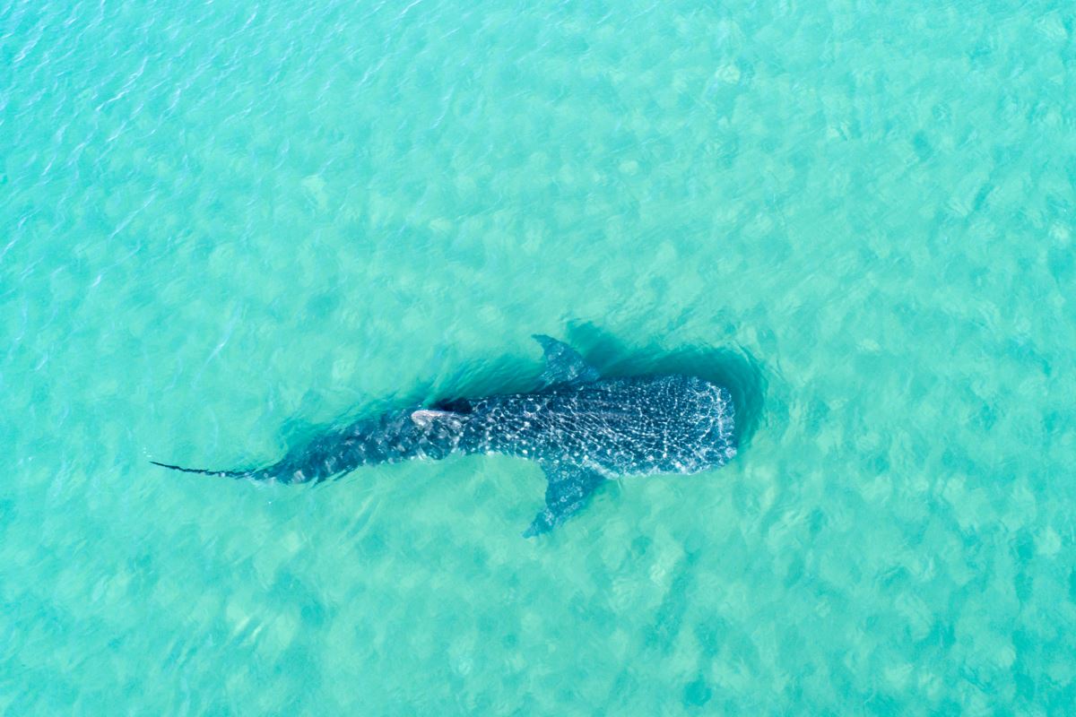 Why Holbox Will Be The Perfect Place For Whale Watching Tours This