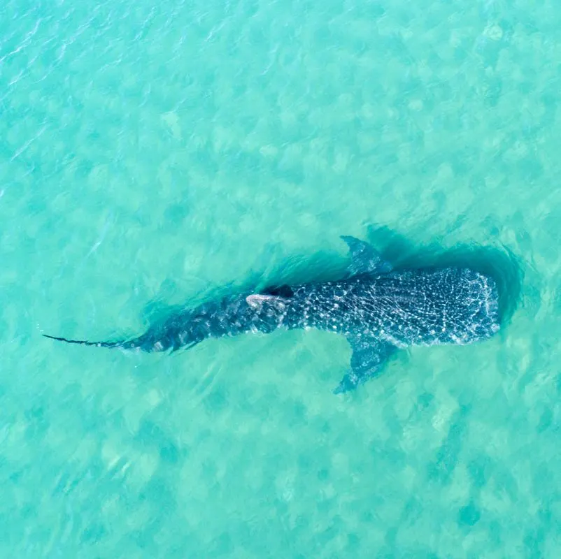 Why Holbox Will Be The Perfect Place For Whale Watching Tours This Summer