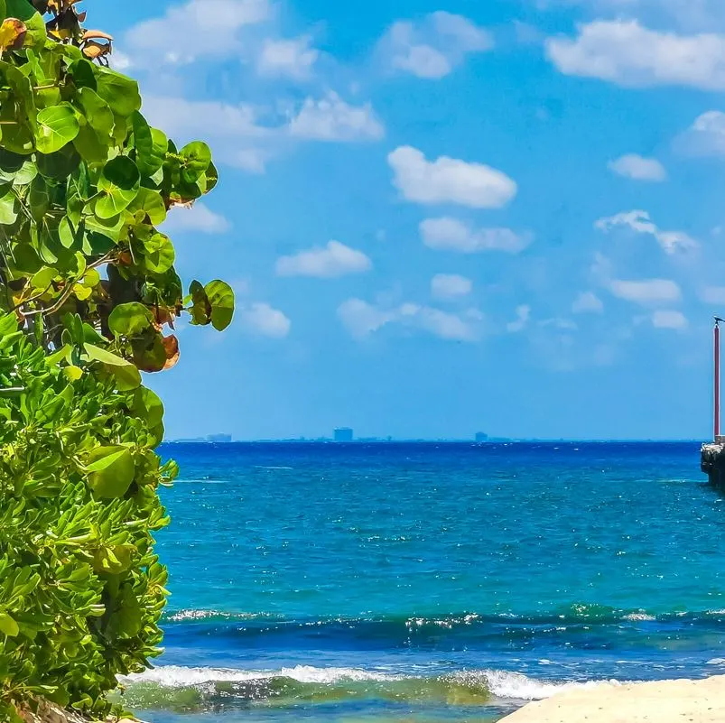 beach trees and cancun skyline