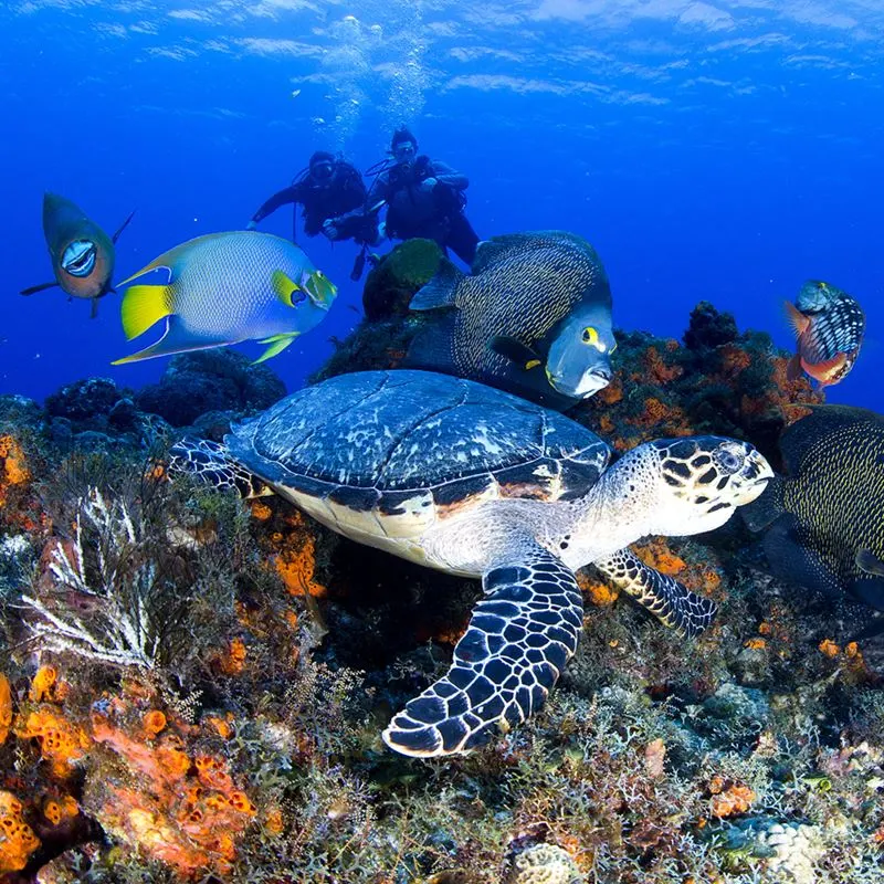 Cozumel reef