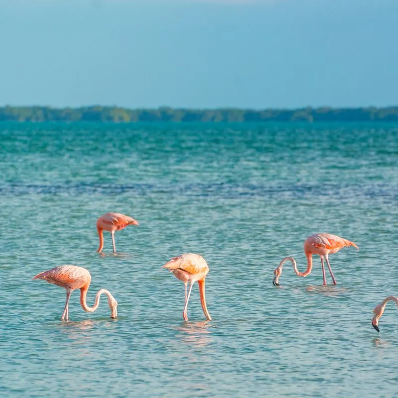 Flamingos in Holbox