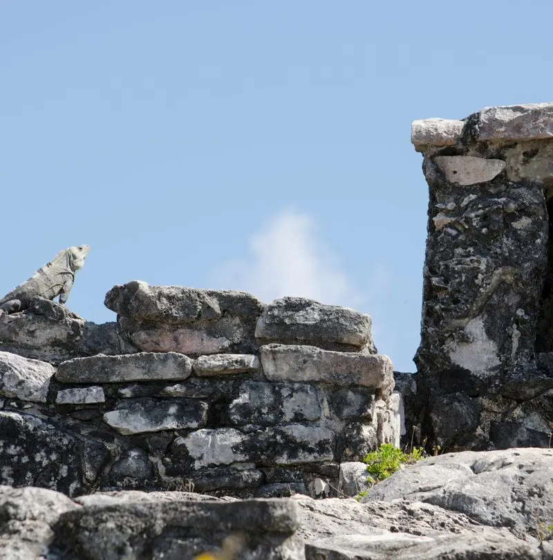 iguana at tulum maya ruins