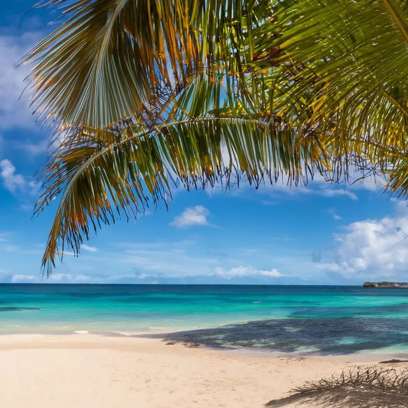 palm tree and beach