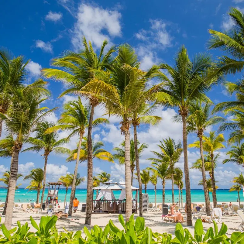 palm tree and beautiful beach