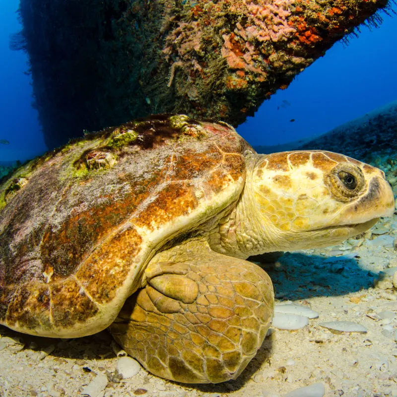 sea turtle in the ocean