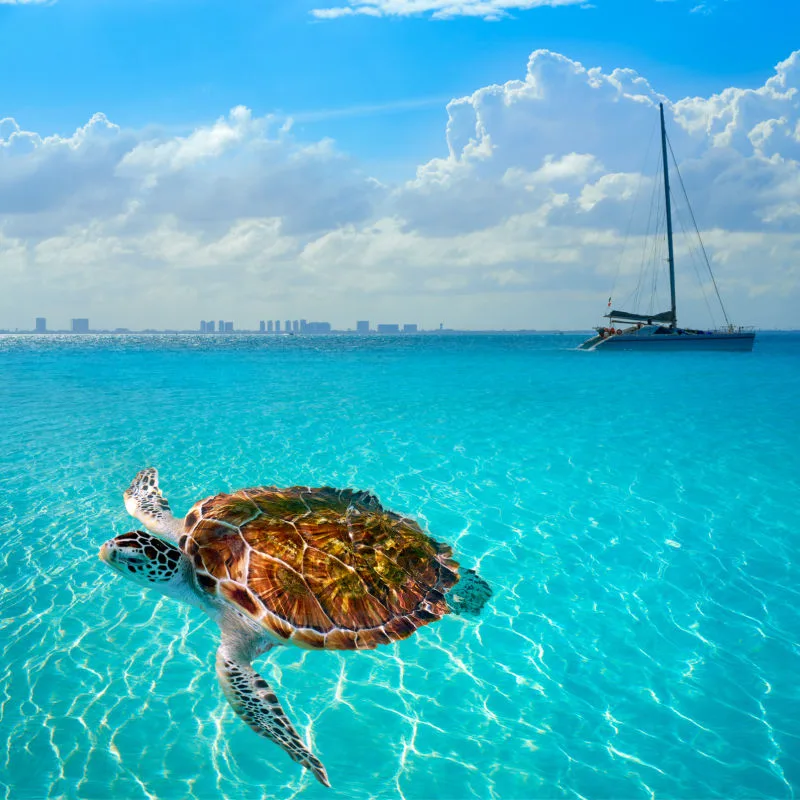 sea turtle in the ocean