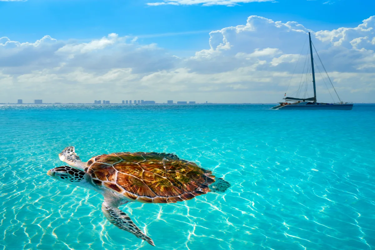 sea turtle in the ocean