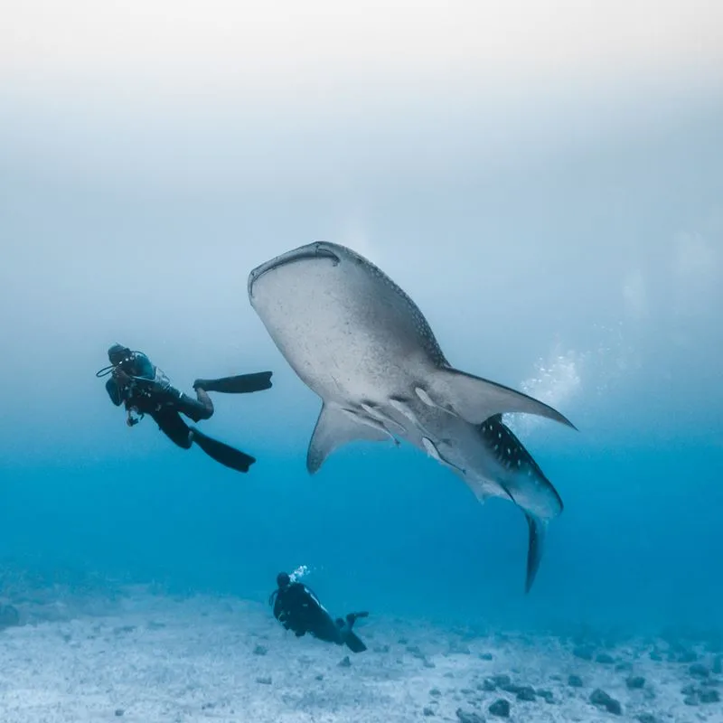 Divers with whale shark
