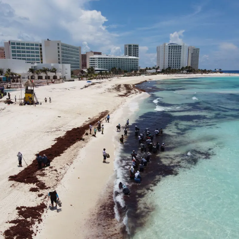 Sargassum Washing Up on a Cancun Beach