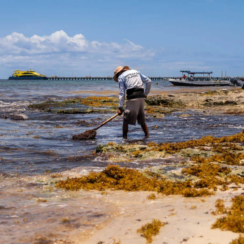 A worker cleaning sargassum from a public beach in cancun
