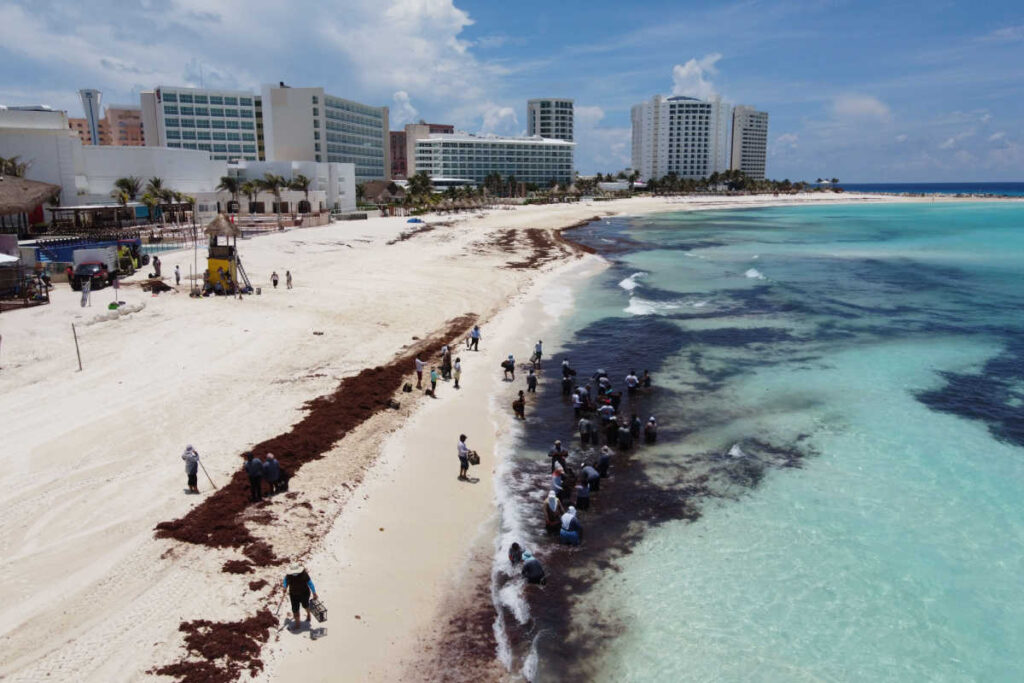 Massive New Government Program To Combat Sargassum Will Keep Mexican Caribbean Beaches Cleaner Than Ever (2)