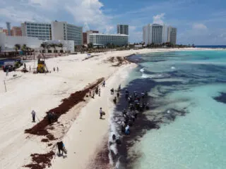 Massive New Government Program To Combat Sargassum Will Keep Mexican Caribbean Beaches Cleaner Than Ever (2)