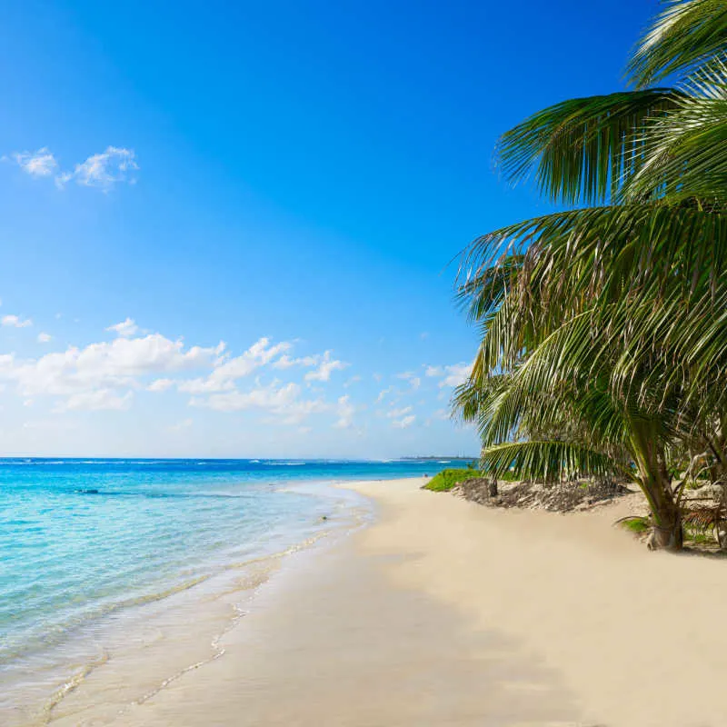 A white sand beach in mahahual with palm trees