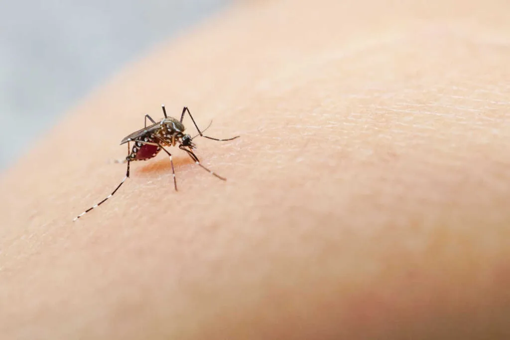 Mexican Caribbean Dengue Fever Cases Are Skyrocketing, Do Travelers Need To Worry_ (1)