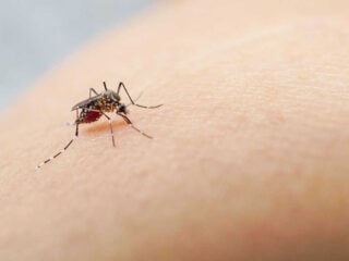 Mexican Caribbean Dengue Fever Cases Are Skyrocketing, Do Travelers Need To Worry_ (1)