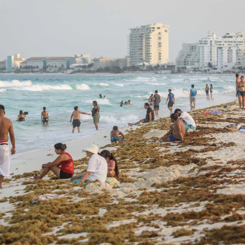 Huge sargassum patch in the canun hotel zone