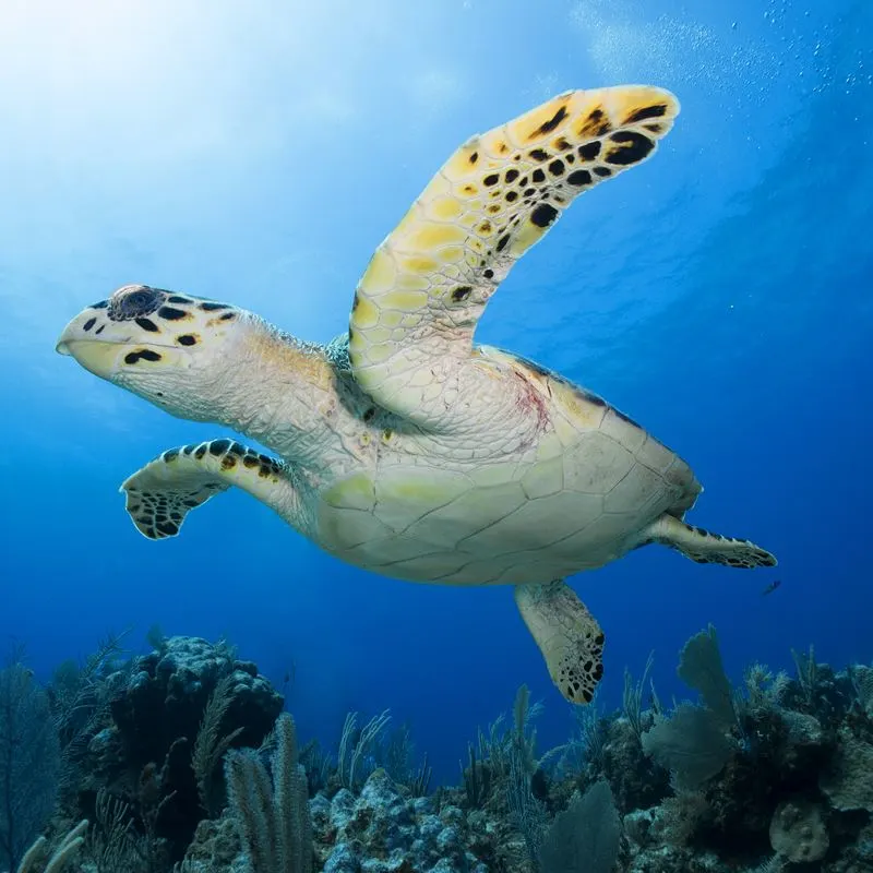 Sea turtle