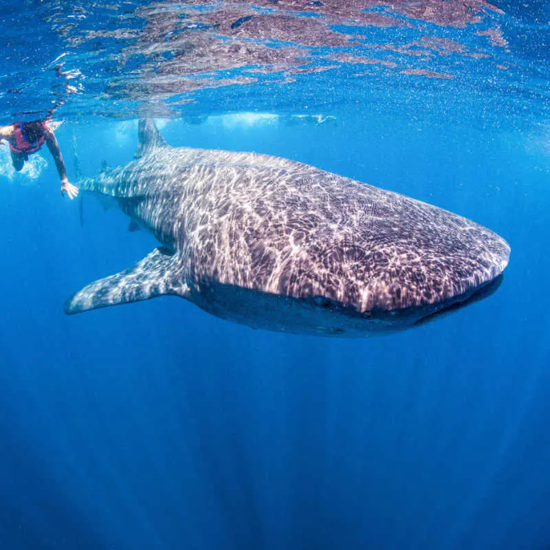 Diver with a whale shark
