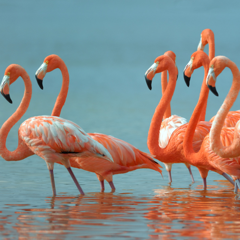 pink flamingos in las coloradas
