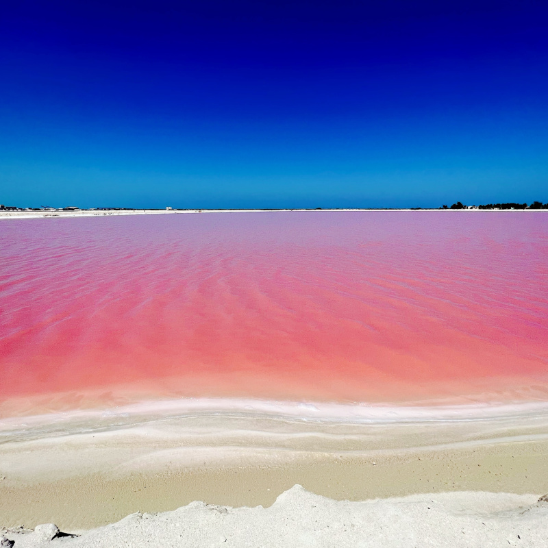 pink salt flats in las coloradas