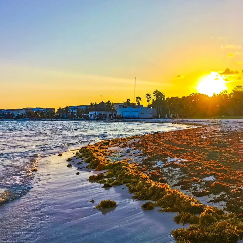 sunrise on beach at playa del carmen with sargassum