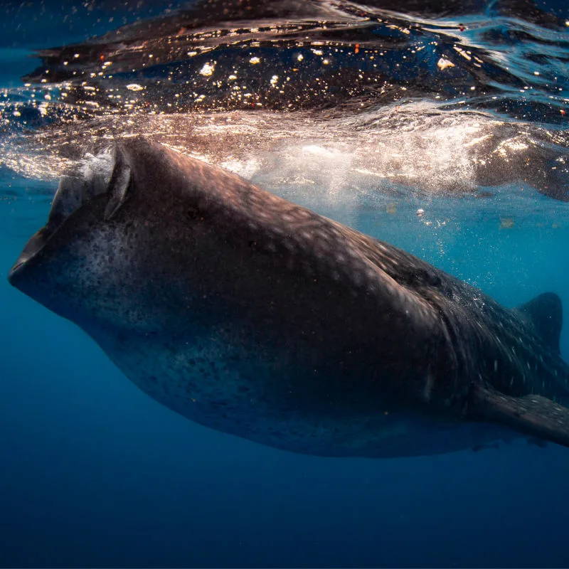 whale sharks in the ocean 