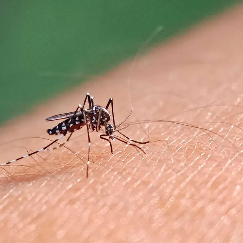 a mosquito infecting a person after biting 