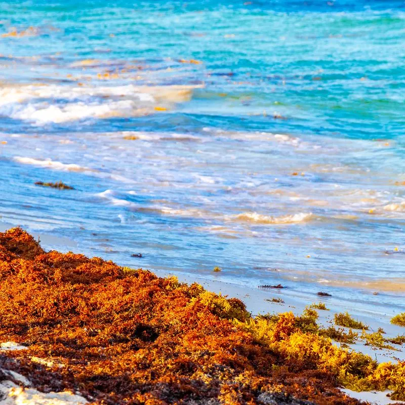 Sargassum